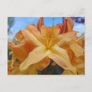 Carte Postale Azalées orange