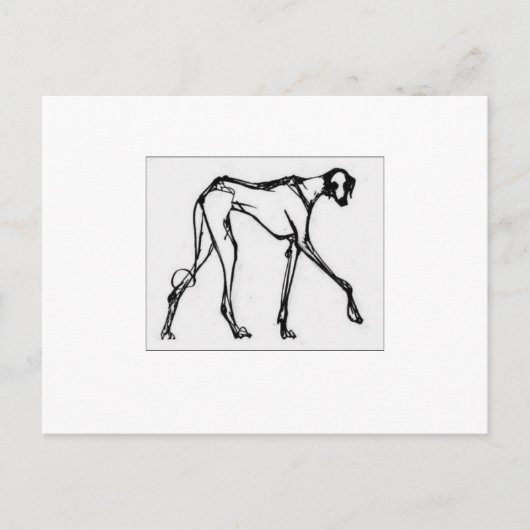 Carte postale Azawakh 2 (Devant)