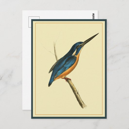 Carte Postale Azure Kingfisher (Devant / Derrière)