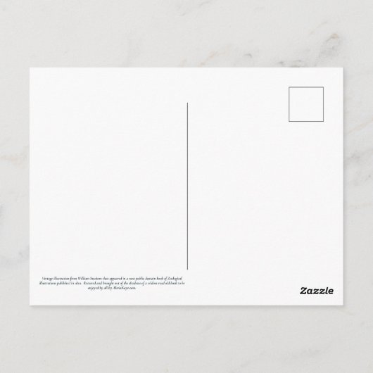 Carte Postale Azure Kingfisher (Dos)