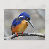 Carte Postale Azure Kingfisher Bird (Devant)