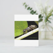 Carte Postale b (Debout devant)