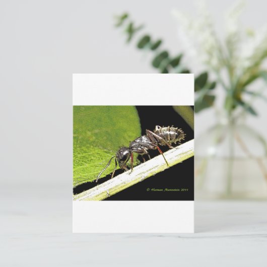 Carte Postale b (Debout devant)