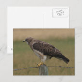 Carte Postale B10 Buse de Swainson (Devant / Derrière)