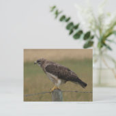 Carte Postale B10 Swainson's Hawk (Debout devant)
