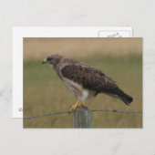Carte Postale B10 Swainson's Hawk (Devant / Derrière)