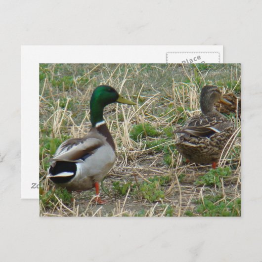 Carte Postale B12 Mallard Ducks Pair (Devant / Derrière)