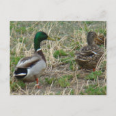 Carte Postale B12 Mallard Ducks Pair (Devant)