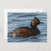 Carte Postale B13 Grebe comblé (Devant / Derrière)