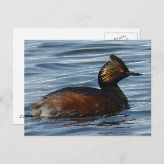 Carte Postale B13 Grebe comblé (Devant / Derrière)