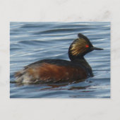 Carte Postale B13 Grebe comblé (Devant)