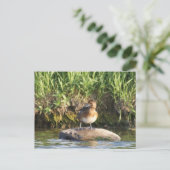 Carte Postale B18 Petit Fuligule (Debout devant)