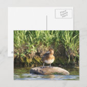 Carte Postale B18 Petit Fuligule (Devant / Derrière)