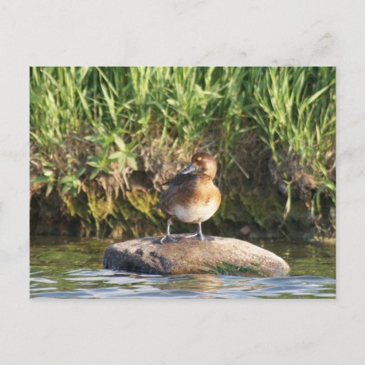 Carte Postale B18 Petit Fuligule (Devant)