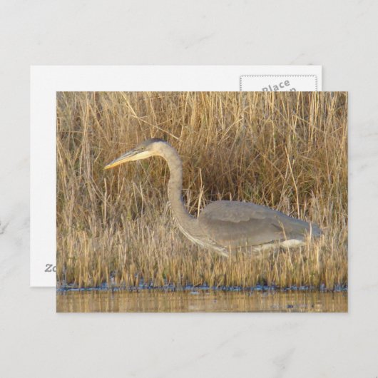 Carte Postale B19 Heron bleu juvénile (Devant / Derrière)