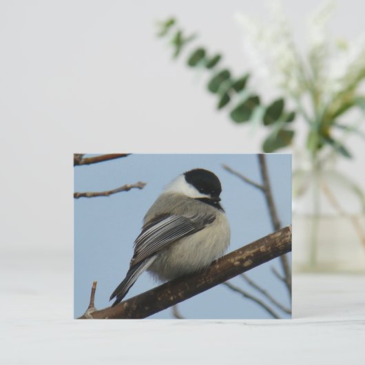 Carte Postale B21 Chickadee noir à capuchon (Debout devant)