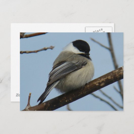 Carte Postale B21 Chickadee noir à capuchon (Devant / Derrière)
