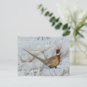 Carte Postale B22 Faisan à collier dans la neige (Debout devant)