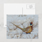 Carte Postale B22 Faisan à collier dans la neige (Devant / Derrière)