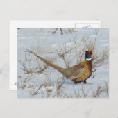 Carte Postale B22 Pheasant à cou circulaire en neige (Devant / Derrière)