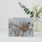 Carte Postale B23 Faisan à collier dans la neige (Debout devant)
