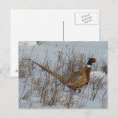 Carte Postale B23 Faisan à collier dans la neige (Devant / Derrière)