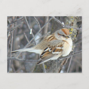 Carte Postale B24 Bruant commun