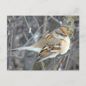 Carte Postale B24 Bruant commun (Devant)