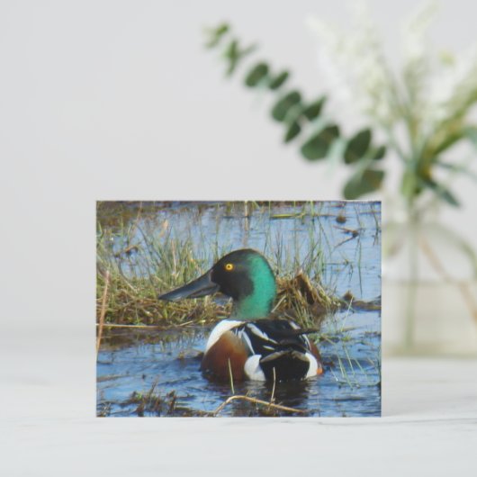 Carte Postale B25 Drake (Debout devant)