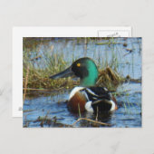 Carte Postale B25 Drake (Devant / Derrière)