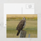 Carte Postale B33 Le faucon de Swainson (Devant / Derrière)