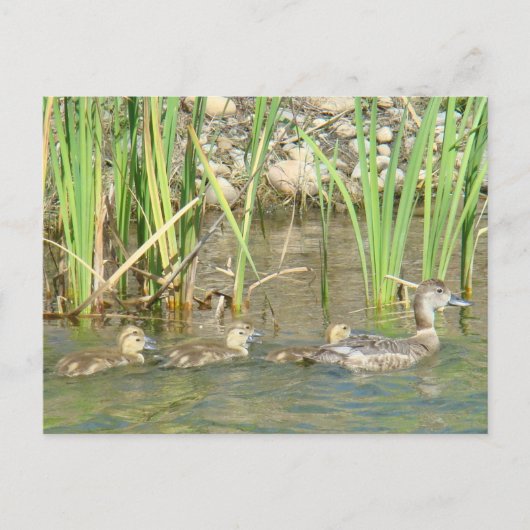 Carte Postale B34 Canard mère et canetons (Devant)