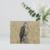 Carte Postale B35 Buse rouilleuse (Debout devant)