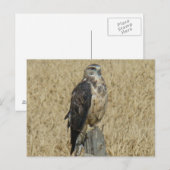 Carte Postale B35 Buse rouilleuse (Devant / Derrière)