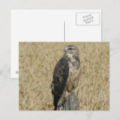 Carte Postale B36 Buse ferrugineuse (Devant / Derrière)