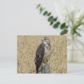 Carte Postale B36 Buse rouilleuse (Debout devant)