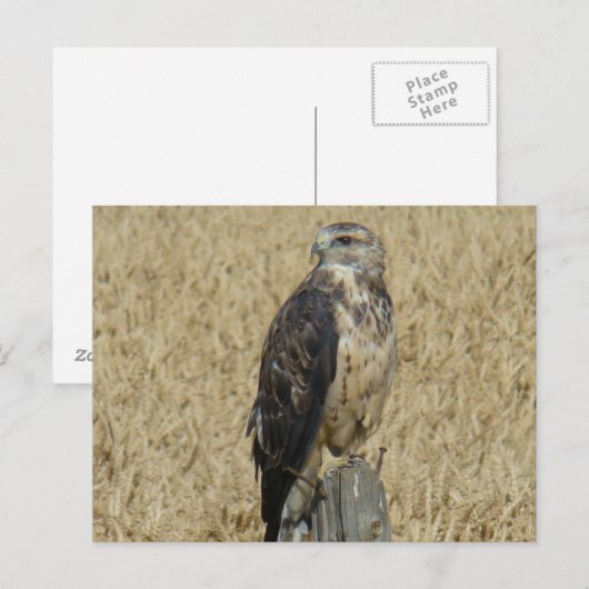 Carte Postale B36 Buse rouilleuse (Devant / Derrière)