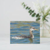 Carte Postale B40 Grèbe jougris juvénile (Debout devant)