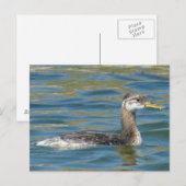 Carte Postale B40 Grèbe jougris juvénile (Devant / Derrière)