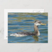 Carte Postale B40 Jeune Grébe à cou rouge (Devant / Derrière)