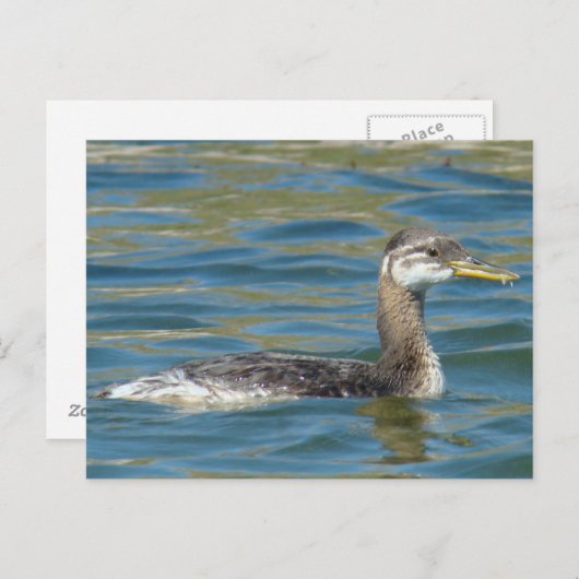 Carte Postale B40 Jeune Grébe à cou rouge (Devant / Derrière)