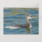 Carte Postale B40 Jeune Grébe à cou rouge (Devant)