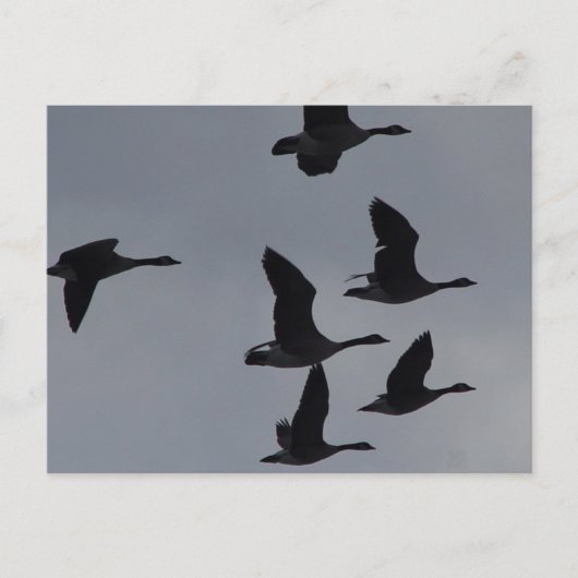 Carte Postale B46 Oies canadiennes en vol (Devant)