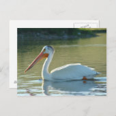 Carte Postale B4 Pélican blanc (Devant / Derrière)