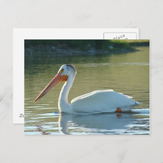 Carte Postale B4 Pélican blanc (Devant / Derrière)