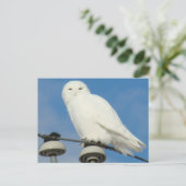 Carte Postale B50 Snowy (Debout devant)