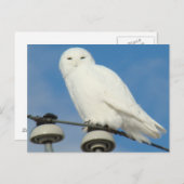 Carte Postale B50 Snowy (Devant / Derrière)