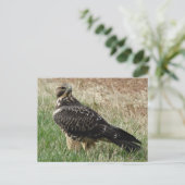 Carte Postale B52 Buse de Swainson (Debout devant)