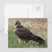 Carte Postale B52 Buse de Swainson (Devant / Derrière)