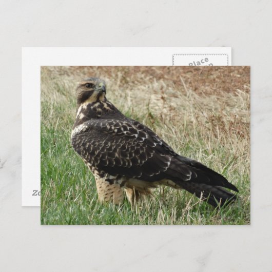 Carte Postale B52 Swainson's Hawk (Devant / Derrière)